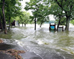 蒲公英侵袭北海道  豪雨成灾
