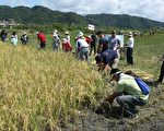 宜兰梦想新农为农村注入新活力
