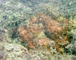 台灣2特有種珊瑚 列瀕絕野生動物