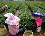 台茶百分百 “产销履历茶”支持台湾茶业再起