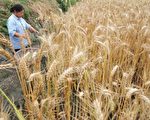 河南省新鄉市，因為當地種植和銷售的鎘含量超標的毒小麥被陸媒陸續曝光。（AFP）