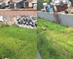 法拉盛清涂鸦 顾雅明吁社媒报告涂鸦点