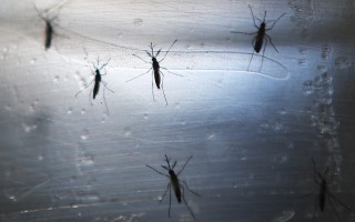 新州维州发警报：蚊子身上测出脑膜炎病毒 需谨防叮咬