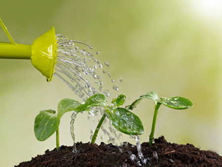 除澆水外，肥料的選擇和施肥時機也很重要。（Fotolia）