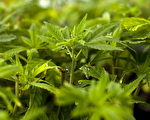 大麻当披萨调味品 店主主厨被捕