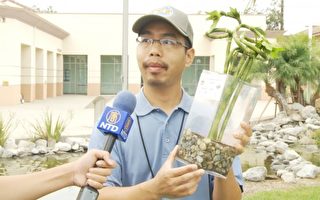 大洛杉磯縣病媒控制局公共新聞官孫李維（Levy Sun，音譯）正在講解發財竹的花盆或許成為蚊子的繁殖處。（楊陽/大紀元）