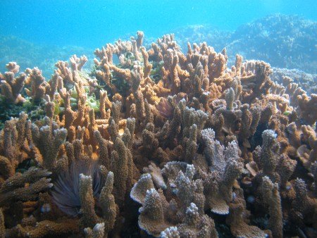 图为帕帕哈瑙莫夸基亚国家海洋保护区的珊瑚。（维基百科） 