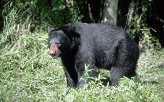 日本野生动物园发生惨剧 黑熊攻击人致死