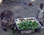動物園兒童攝影比賽 最大獎送來回機票