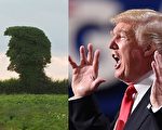 有摄影师在英国乡间发现一棵奇特的大树，外形酷似川普的侧面。（Getty images、视频截图／大纪元合成）