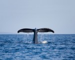 《白鲸传奇：怒海之心》中所展现的人性光辉