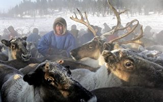 为阻炭疽病蔓延 西伯利亚25万驯鹿恐遭扑杀