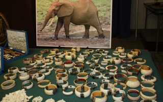 纽约史上最大象牙走私案 市值450万美元
