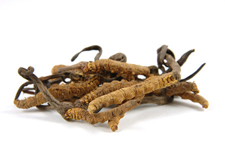 cordyceps (a genus of ascomycete fungi) cordyceps (a genus of ascomycete fungi)