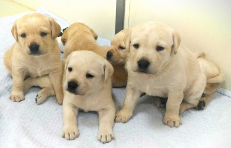 台海关查获大麻增7倍 灵鼻缉毒犬有战力 台海关查获大麻增7倍 灵鼻缉毒犬有战力
