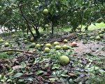莫蘭蒂災害農損 現金救助低利貸款申請至26日