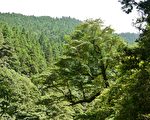 新詩：春天，在特富野古道