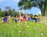 韓國首爾九里漢江市民公園開滿了波斯菊，23日至25日 舉行“第16屆波斯菊慶典”。慶典期間市民們可以漫步在漢江邊盡情賞花，還可以觀看各種豐富多彩的文藝公演和吃到美味佳肴。(全景林/大紀元)