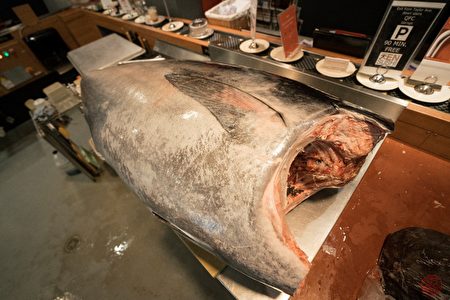 海中珍品——野生蓝鳍金枪鱼。(天寿司提供)