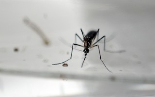美國佛羅里達州官員週四證實邁阿密海灘（Miami Beach）出現攜帶寨卡病毒的蚊子。(MARVIN RECINOS/AFP/Getty Images)