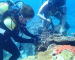 尼伯特颱風過後 綠島海底垃圾變多