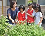 宝石国小老师吴皎菁（左1）和学生一起观察植物。（新竹县政府提供）