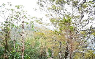 太平山  10月1日八點起恢復開園