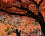 票選日本十大最佳賞楓地點 京都第一