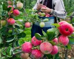 多吃蘋果可降低患癌風險