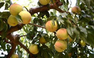 新州農業廳長來信： 新鮮桃和油桃 正值收穫鼎盛期