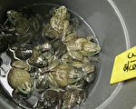 高级餐厅推动 野味等成加国食客新宠