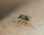 一只蚊子正在叮咬一个人的手臂。蚊子是目前最致命的动物，每年导致75万人感染疟疾或登革热等疾病而死。（PHILIPPE HUGUEN/AFP/Getty Images)