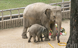 組圖：首爾大公園小象過「百日宴」