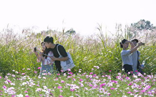 組圖：首爾藍天公園浪漫花田吸引遊客