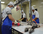 親共惡果 台灣石斑魚出口大陸下滑1千公噸
