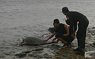 大海龟搁浅太平岛  驻岛岸巡伸援脱困