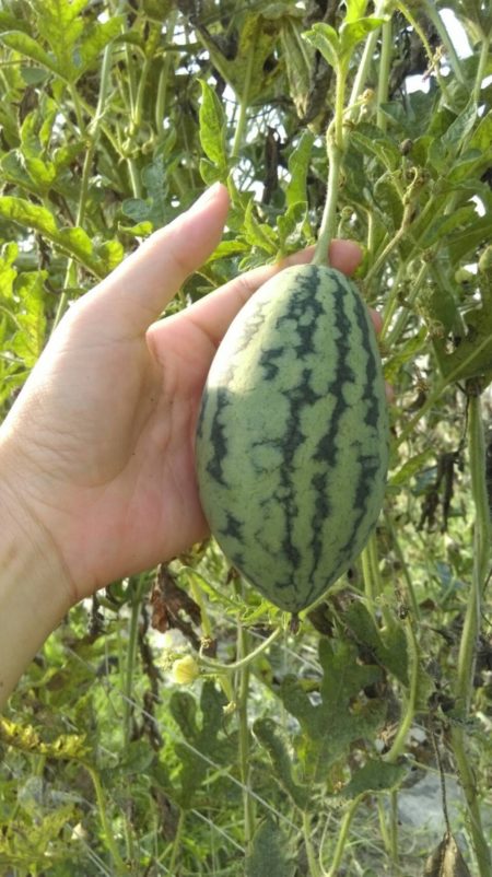 被農民剔除的小西瓜只有巴掌大，可發酵成「西瓜仔綿」增添食物風味。（黃靖雅提供）
