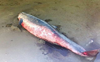2周内4只侏儒抺香鲸搁浅死亡