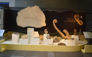 探索古生物演化奧秘 科博館土桑精品化石展