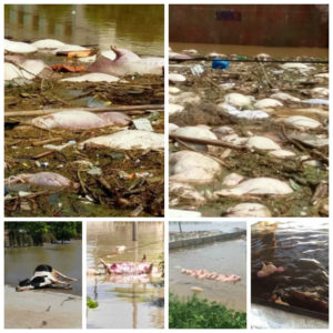 7月,湖北天門市扒堤分洪製造人禍,近90座村莊被淹,數十萬村民被困。圖為村莊受災圖,數百頭豬被淹死。(村民提供)