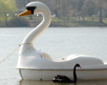 黑天鹅之类的事件，在我们今天的世界上，似乎特别的多。图为2007年德国西北部的Aasee湖中，一只黑天鹅在一艘天鹅型的踏板船旁穿行。（Getty Images）