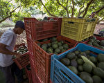 墨西哥鳄梨的进口数量剧增，1个贸易年就高达约10亿美元。图为在鳄梨收获期间，工人在墨西哥的一个果园工作。 (ENRIQUE CASTRO/AFP/Getty Images)