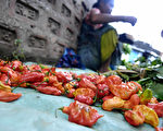 盛产于印度东北部的断魂椒，又称为印度鬼椒，是世界上最辣的辣椒之一，日前一名男子差点因吃了断魂椒酱而丧命。 (BIJU BORO/AFP/Getty Images)