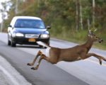 每年從10月下旬至12月中旬是一年中最危險的鹿與車輛碰撞的季節。（網絡圖片）