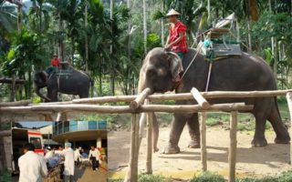 強逼吃生香蕉 泰國女遭大象捲起重摔昏迷