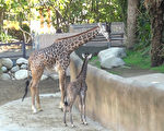 剛出生的長頸鹿寶寶跟媽媽。（洛杉磯動物園提供）