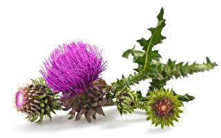 苏格兰国花──荆棘密布的蓟花