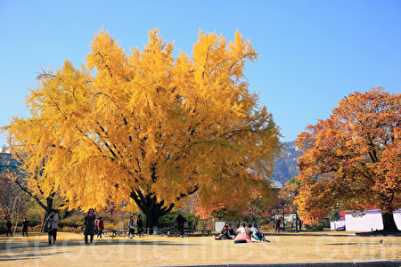 11月初的首尔景福宫美丽的晚秋枫景令人陶醉,心旷神怡。(全景林/大纪元)