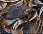 11月16日在旧金山第41号码头，渔船捕捞到的新鲜邓金斯蟹（Dungeness Crabs）。（周凤临／大纪元）