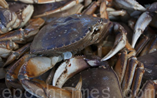 加州商业捕蟹季开锣 新鲜螃蟹上餐桌